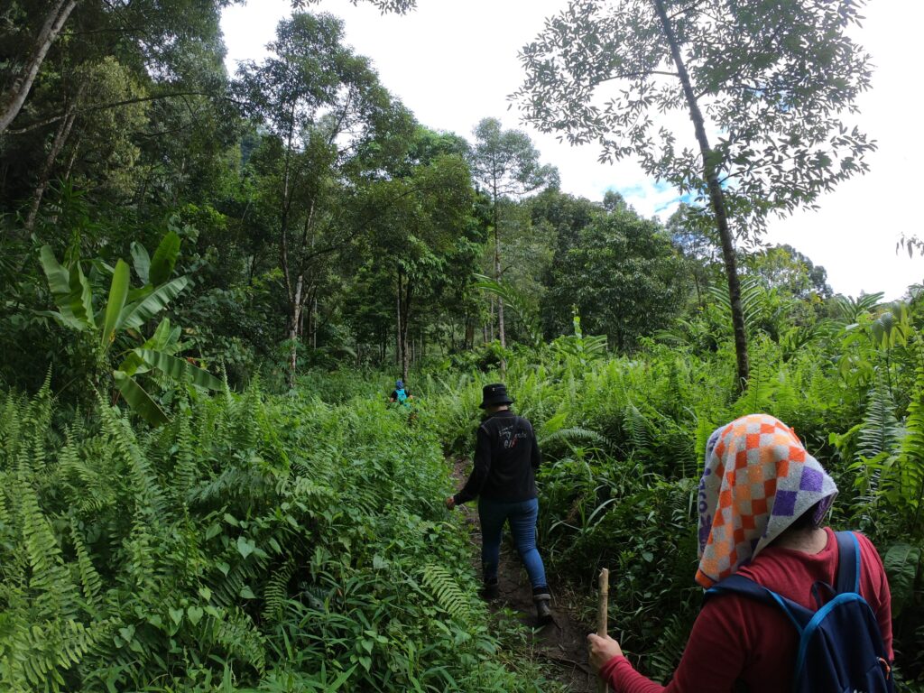 ferns in Borneo